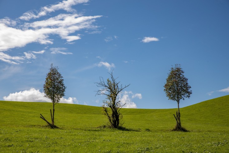 einzelbaum (15)