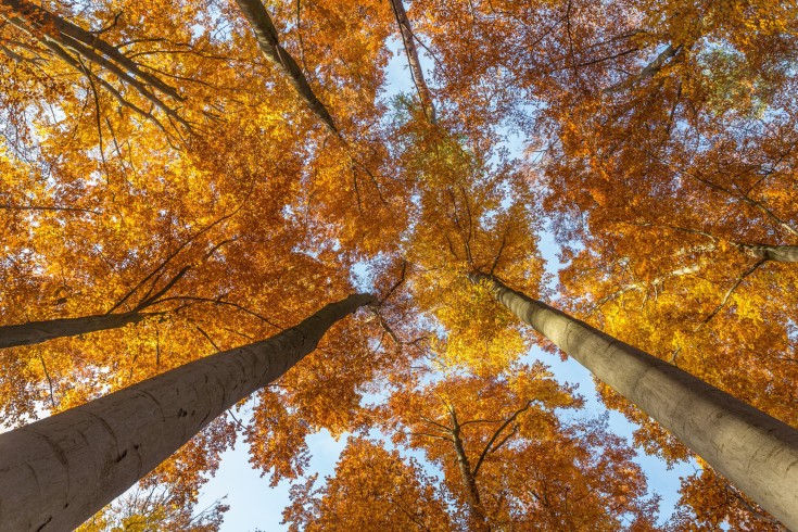 herbst_im_goettinger_wald_(7)