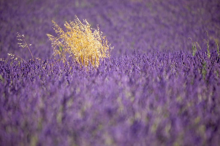 provence_2018_1600_209