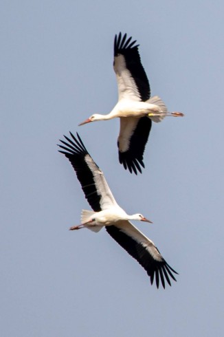 storch (1)