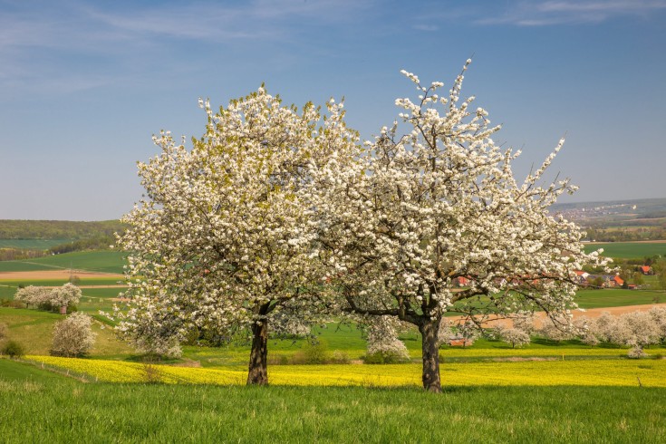 fruehling_2018_261