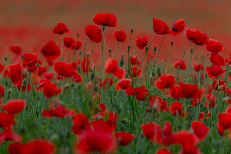 klatschmohn_2019_2400_110