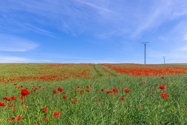 klatschmohn_2019_2400_140