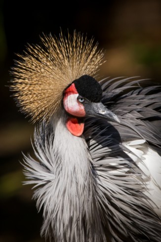 vogelpark_walsrode_4