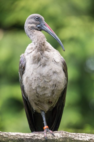 vogelpark_walsrode_42