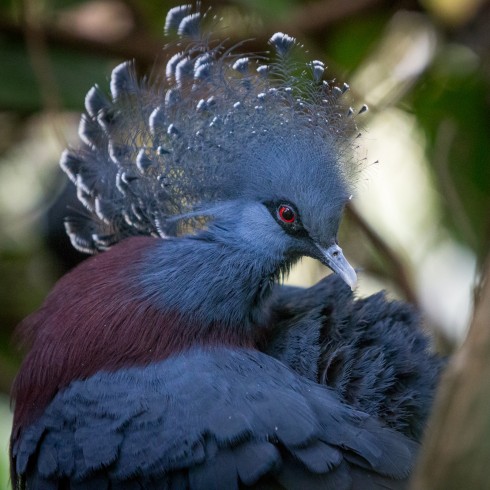 vogelpark_walsrode_60