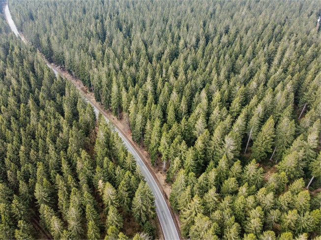 Thüringer Wald